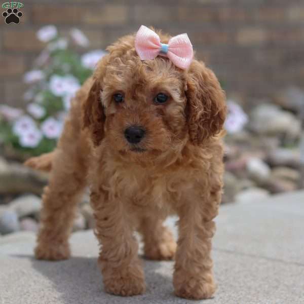 Hailey, Mini Goldendoodle Puppy